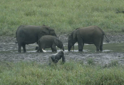 Zentralafrika, Gabun: Tropenzauber am quator - Elefanten am Wasserloch neben einem Gorilla