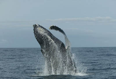 Zentralafrika, Gabun: Tropenzauber am quator - Aus dem Wasser springender Wal